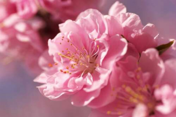 Шелковистые лепестки цветка сакуры