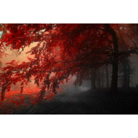 Красные кроны деревьев в тени осеннего леса