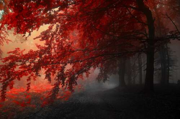 Червоні крони дерев в тіні осіннього лісу