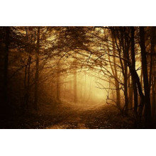 Стежка у туманну чащу лісу