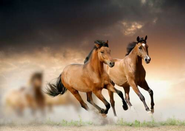 Пара гнедых лошадей скачет впереди табуна