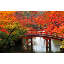Вогняні переливи осіннього листя над червоним мостом в парку Кіото