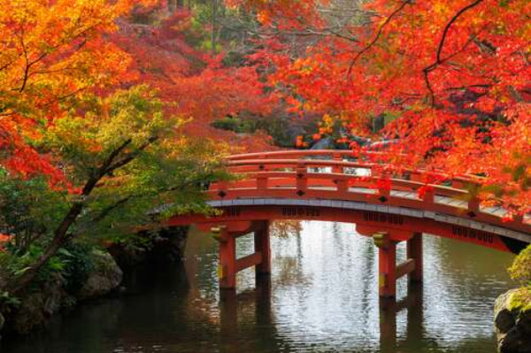 Огненные переливы осенних листьев над красным мостом в парке Киото