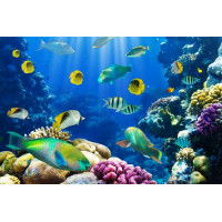 Красота подводного мира рыб и кораллов