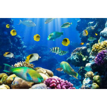 Краса підводного світу риб та коралів