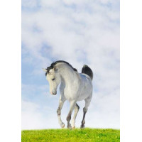Белая лошадь скачет по сочной траве
