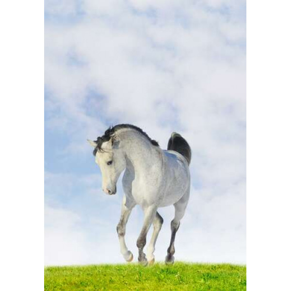 Білий кінь скаче по соковитій траві