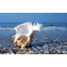 Морская ракушка с вьющимися краями на каменистом пляже
