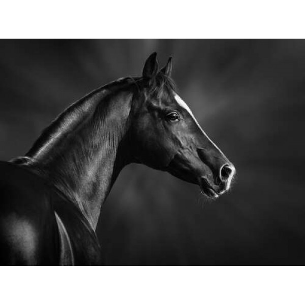 Чорно-білий профіль благородного коня