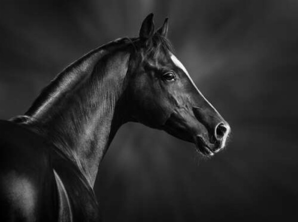 Черно-белый профиль благородного коня