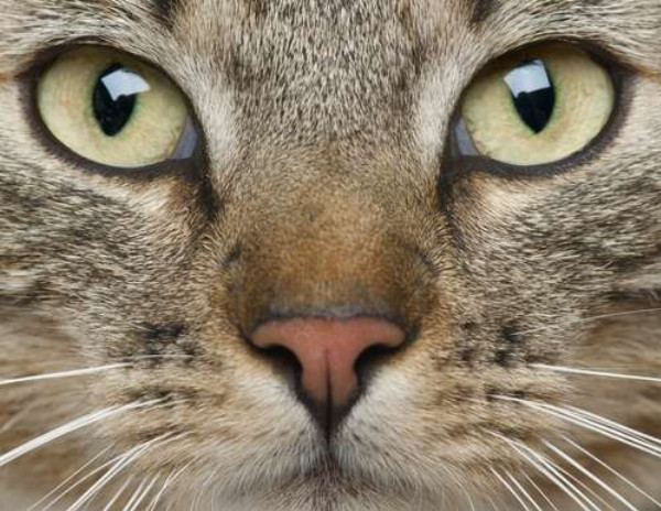 Сосредоточенный взгляд зеленых глаз кота
