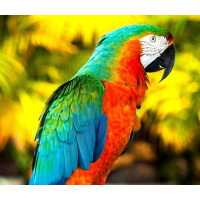 Палитра красок на оперении попугая