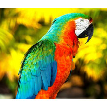 Палитра красок на оперении попугая