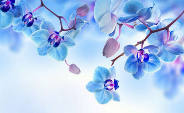 Холодные цвета лепестков орхидеи