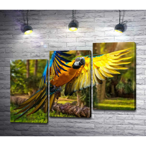 Голубо-желтый попугай ара расправляет крылья в полете