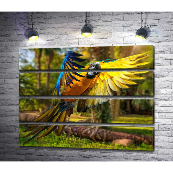 Блакитно-жовтий папуга ара розправляє крила в польоті