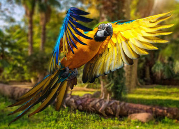 Голубо-желтый попугай ара расправляет крылья в полете