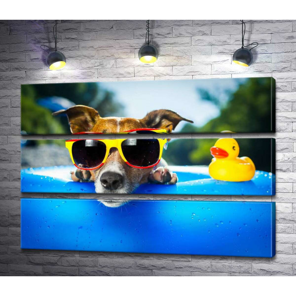 Собака релаксирует в солнечных очках на краю надувного бассейна