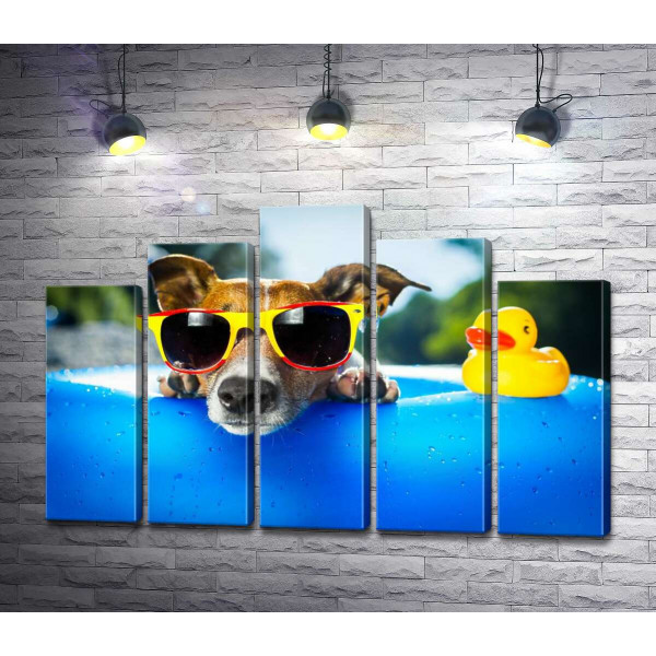Собака релаксує в сонячних окулярах на краю надувного басейну