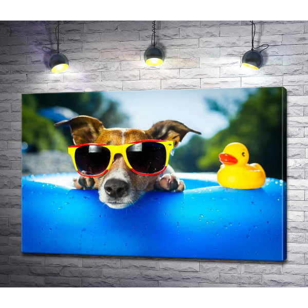 Собака релаксує в сонячних окулярах на краю надувного басейну