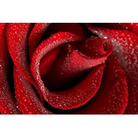Нежная середина красной розы, усеянная каплями росы