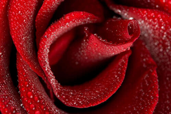 Ніжна середина червоної троянди, всіяна краплями роси