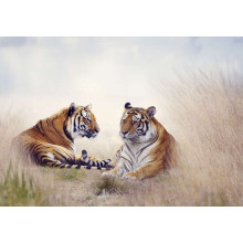 Полосаті тигри відпочивають у високій степовій траві