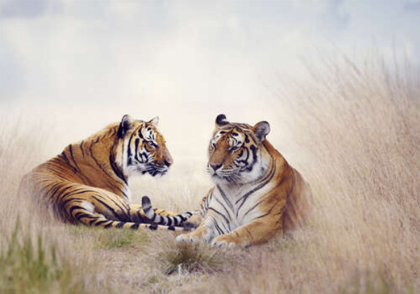 Полосаті тигри відпочивають у високій степовій траві