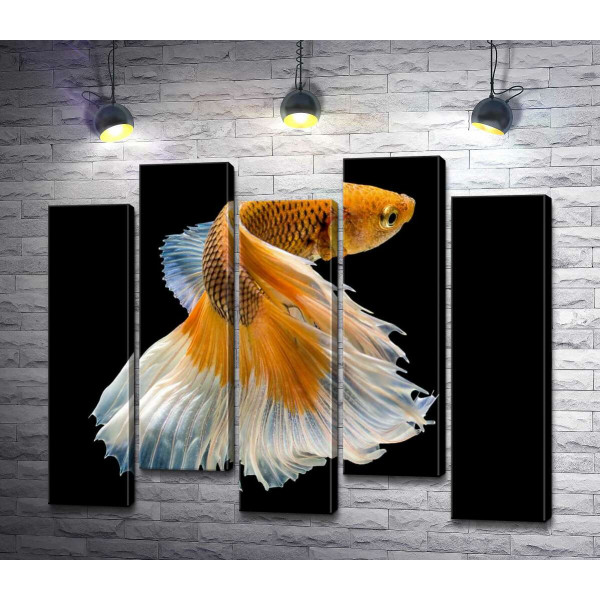 Золотая рыба-петушок с белым пышным хвостом