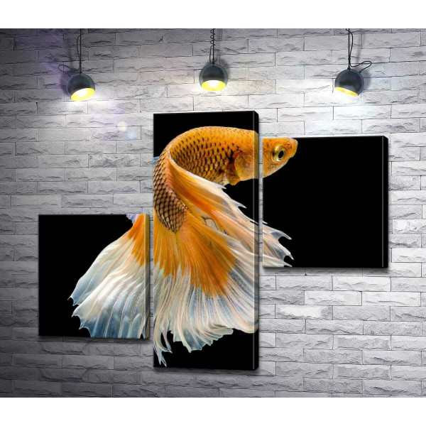 Золота риба-півник з білим пишним хвостом
