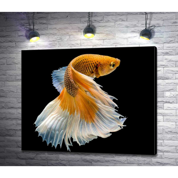 Золота риба-півник з білим пишним хвостом