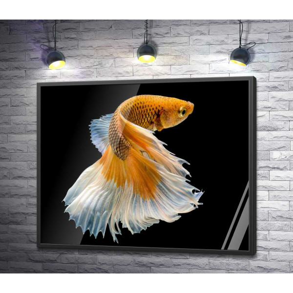 Золотая рыба-петушок с белым пышным хвостом