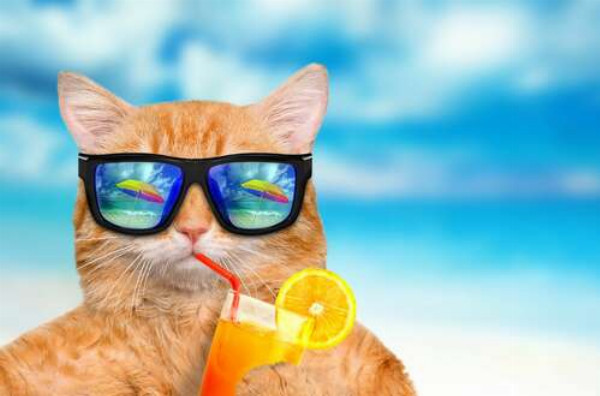 Рудий кіт у відпустці п’є фреш на пляжі