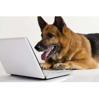 Німецька вівчарка сконцентровано працює за ноутбуком