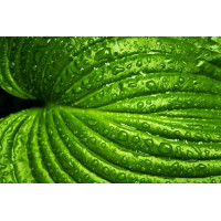 Ярко-зеленый тропический лист в освежающих дождевых каплях