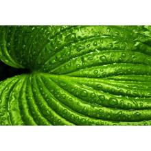 Яскраво-зелений тропічний листок в освіжаючих дощових краплях