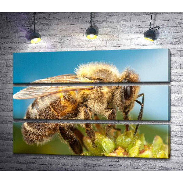 Трудівниця бджола збирає солодкий нектар