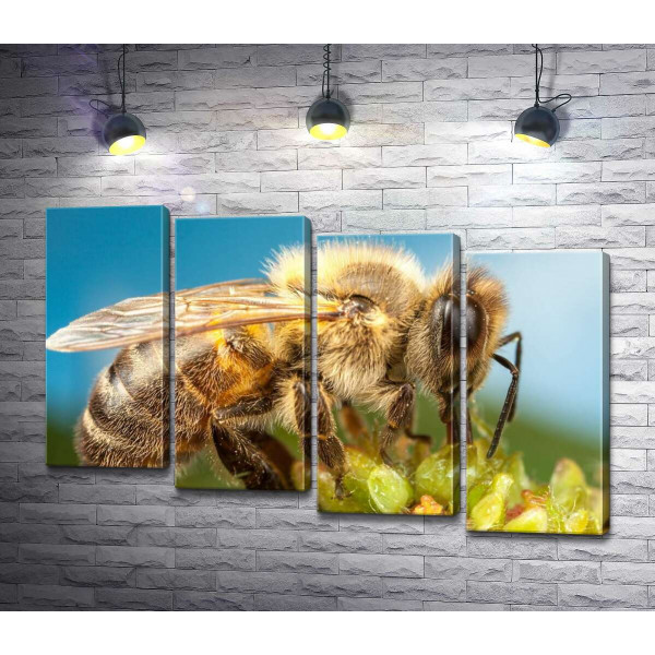 Трудівниця бджола збирає солодкий нектар