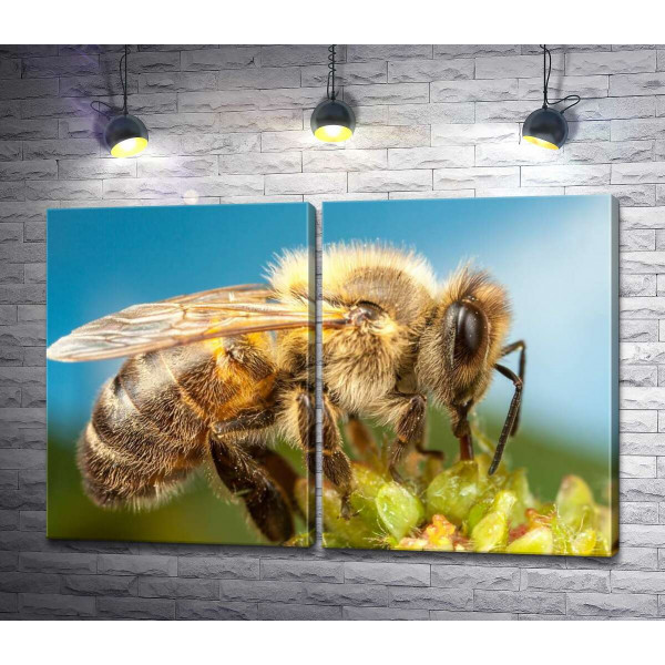Труженица пчела собирает сладкий нектар