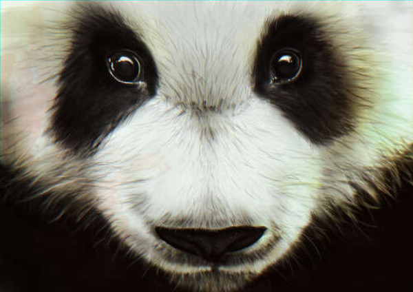 Черно-белая мордашка любознательной панды
