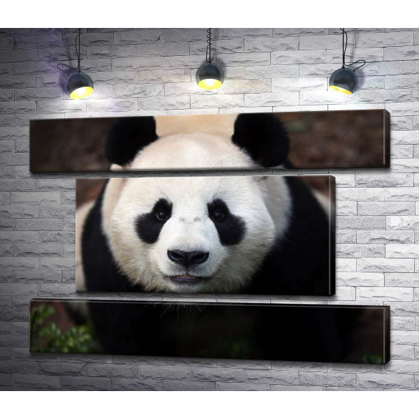 Уважний погляд милої панди