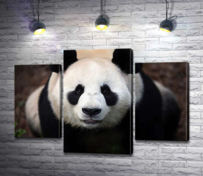 Модульна картина "Уважний погляд милої панди"