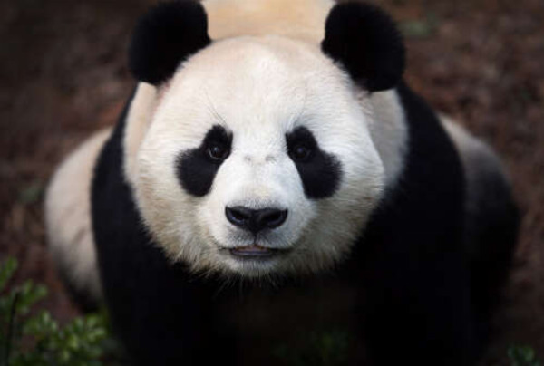 Внимательный взгляд милой панды
