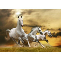 Быстрый галоп трех белых коней