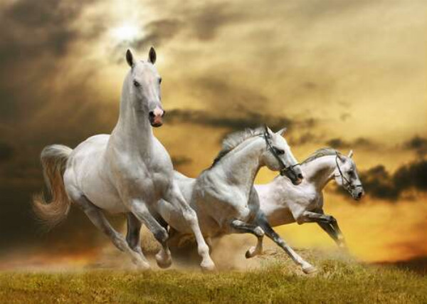 Быстрый галоп трех белых коней