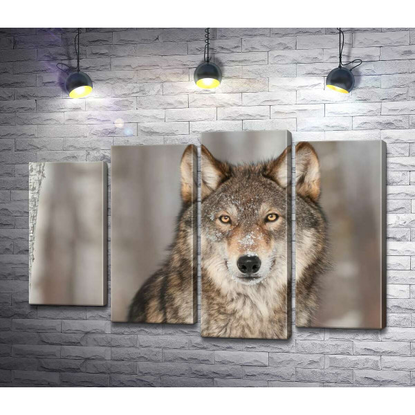Настороженный взгляд хищного волка