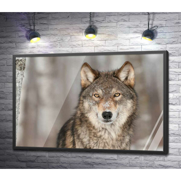 Настороженный взгляд хищного волка