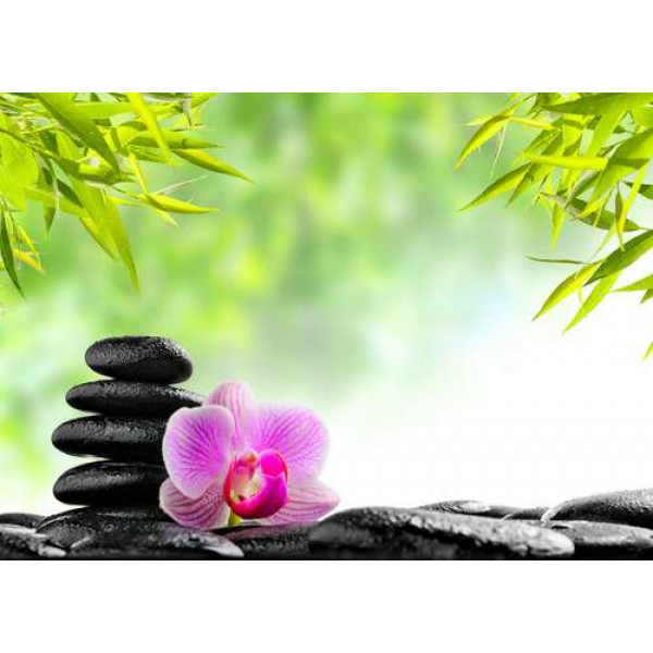 Плоскі поверхні каменів, прикрашені квіткою орхідеї, серед дерев бамбуку
