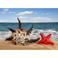Нежная ракушка, с острыми концами, и красная морская звезда зарылись в пляжный песок