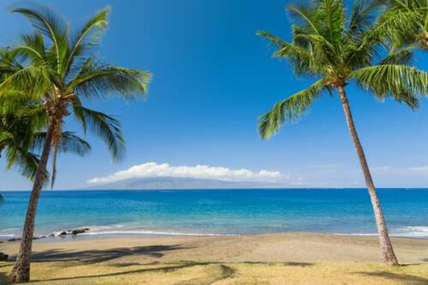 Зеленые кисточки пальм греются под пляжным гавайским солнцем